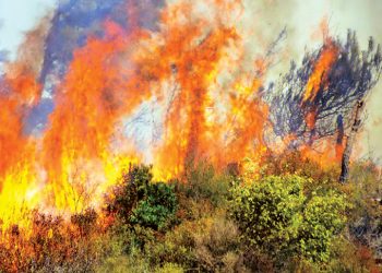 Milas İkizköy ormanlarında yangın başladı