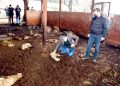 30 koyun zehirlenerek öldürüldü