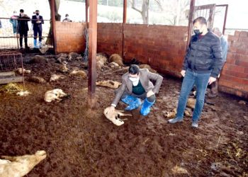 30 koyun zehirlenerek öldürüldü