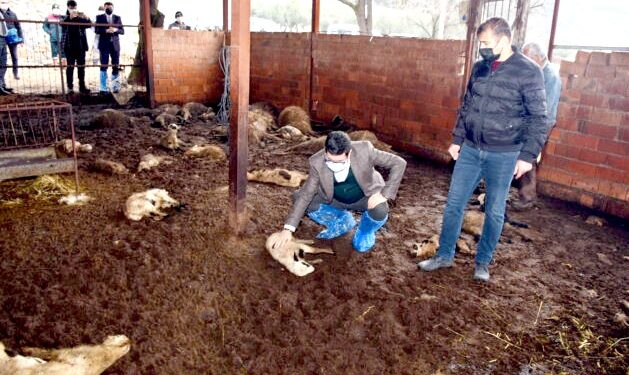 30 koyun zehirlenerek öldürüldü