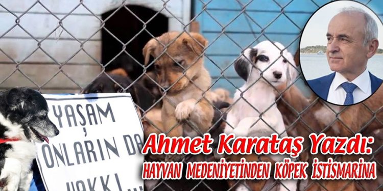 Ahmet Karataş, yazdı: HAYVAN MEDENİYETİNDEN KÖPEK İSTİSMARINA