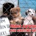 Ahmet Karataş, yazdı: HAYVAN MEDENİYETİNDEN KÖPEK İSTİSMARINA