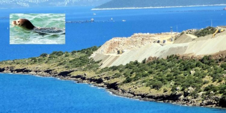 Cengiz Holding Cennetkoy’da Akdeniz Foklarının Yuvaları Olan Sahile Dalgakıran Yapacak