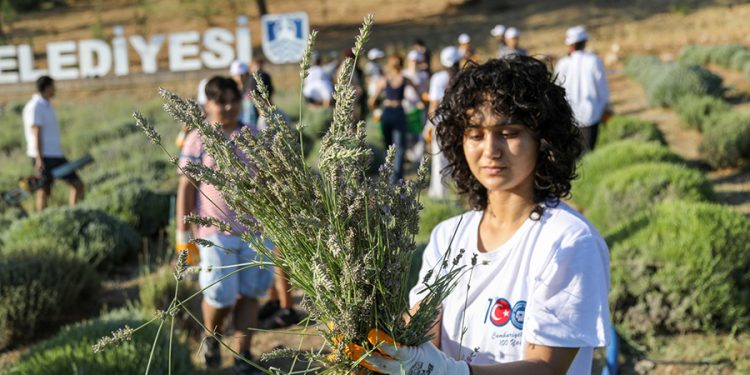 Etrim’de Lavanta Kokuları İçinde Hasat Keyfi