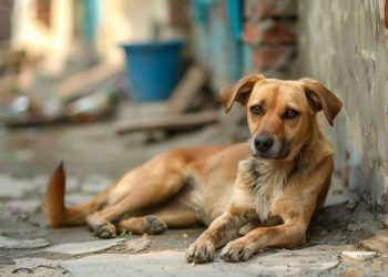 Av. Nazlı Aydoğan, yazdı: Tüm Canlılar Eşittir, İnsanlar Daha Eşittir. 