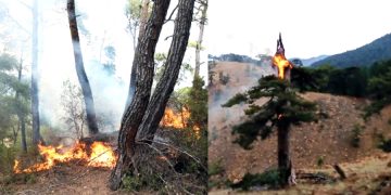 Muğla’da Bir Günde Yıldırım Kaynaklı 11 Orman Yangını Çıktı