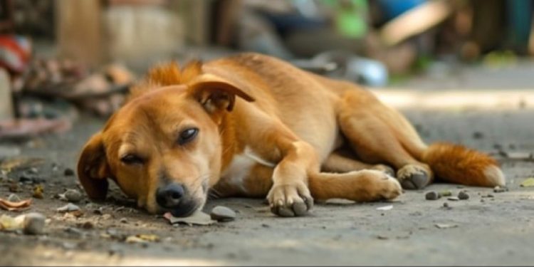 Ötanazi Yetkisi Katliam Getirir