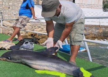 Yunusun Kuyruğunu Kesip Karnını Deştiler Ölüme Terk Ettiler