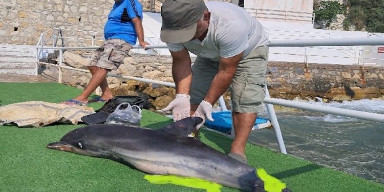 Yunusun Kuyruğunu Kesip Karnını Deştiler Ölüme Terk Ettiler