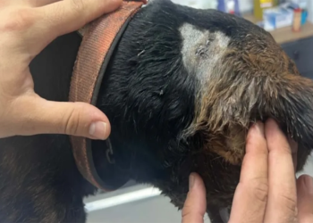 Sokak köpeği tabancayla vuruldu