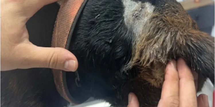 Sokak köpeği tabancayla vuruldu