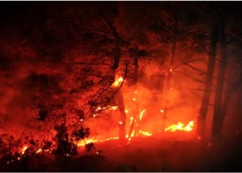 Gündoğan’da korkutan orman yangını, yürekler ağıza geldi