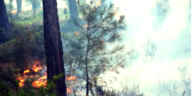 Muğla’da 2 yerde orman yangını daha başladı