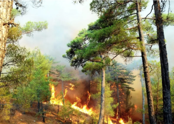 Gölköy Cennetkoy alev alev