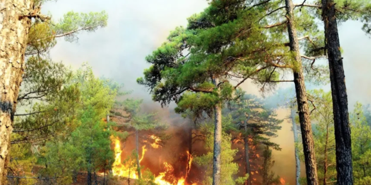 Gölköy Cennetkoy alev alev