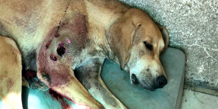 Tavuklarına saldırıyor diye sokak köpeğini av tüfeği ile vurdu