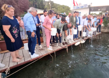 Bodrum’da yeni av sezonu başladı , 40 bin yavru levrek denize bırakıldı
