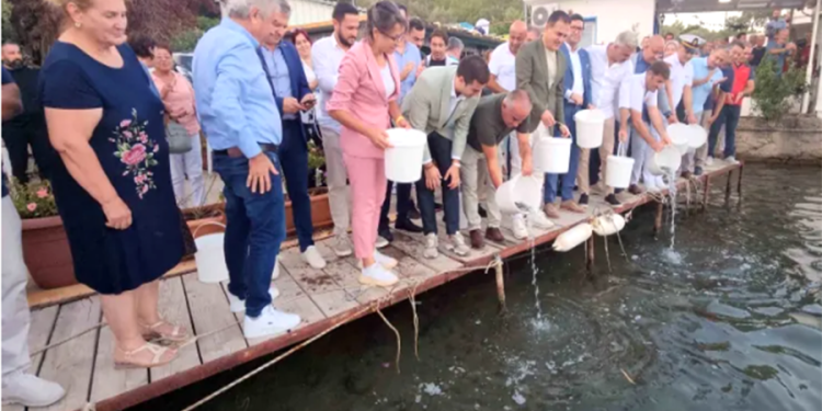 Bodrum’da yeni av sezonu başladı , 40 bin yavru levrek denize bırakıldı