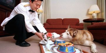 Otelde Sokak Hayvanları İçin 5 Yıldızlı Barınak Projesi Hayata Geçiriliyor