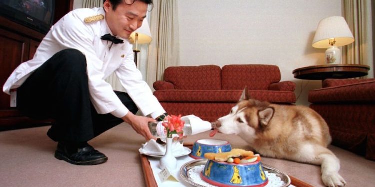 Otelde Sokak Hayvanları İçin 5 Yıldızlı Barınak Projesi Hayata Geçiriliyor