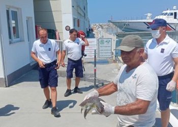 2 Yeşil Deniz Kaplumbağası Boğularak Öldürüldü