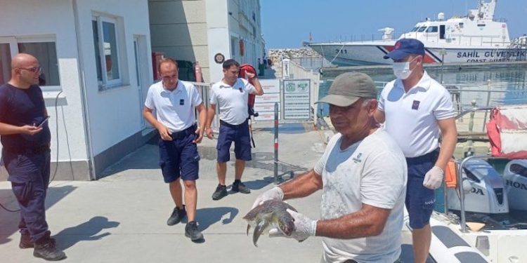 2 Yeşil Deniz Kaplumbağası Boğularak Öldürüldü
