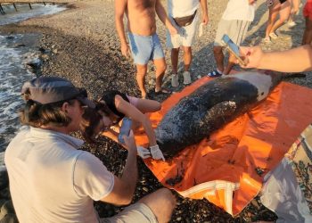 Bodrum’da sahile kadar yüzerek gelen dev Akdeniz foku öldü