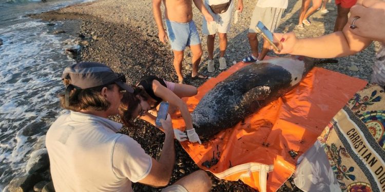 Bodrum’da sahile kadar yüzerek gelen dev Akdeniz foku öldü