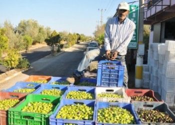 Muğla’da Zeytin Üretimini Desteklemek İçin “ANATOLiVAR” Projesi Başlatıldı