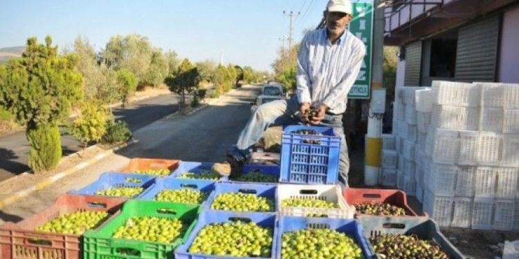 Muğla’da Zeytin Üretimini Desteklemek İçin “ANATOLiVAR” Projesi Başlatıldı