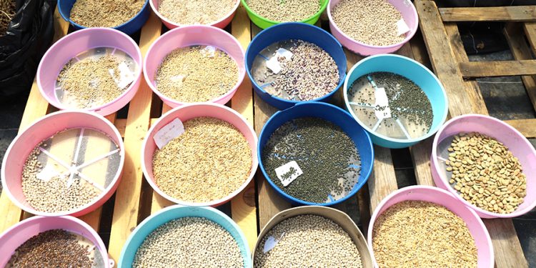 Büyükşehir 2025 Yerel Tohum Dağıtımı Hazırlıklarına Başladı