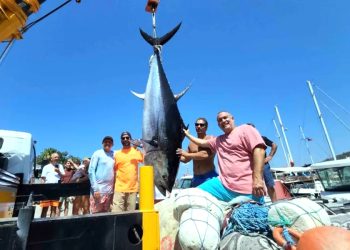 Bodrum açıklarında yarım tonluk orkinos oltaya geldi, bugüne kadar olta ile yakalananların en büyüğü