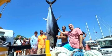 Bodrum açıklarında yarım tonluk orkinos oltaya geldi, bugüne kadar olta ile yakalananların en büyüğü