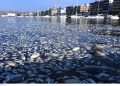 Ölü balık paniği, diğer kentlere de yayıldı