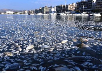 Ölü balık paniği, diğer kentlere de yayıldı