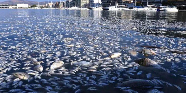 Ölü balık paniği, diğer kentlere de yayıldı