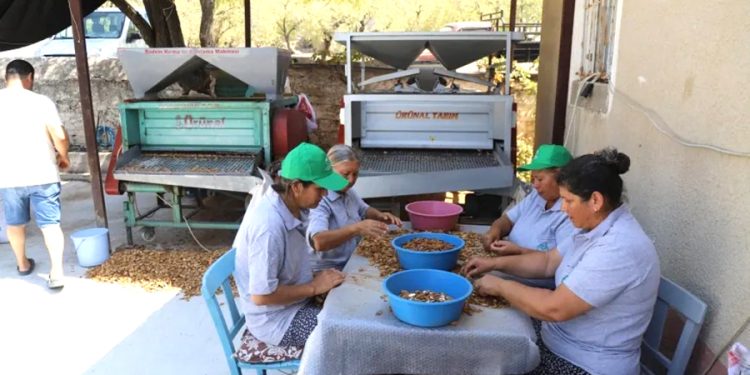 Muğla Tarımı Dünyaya Açılıyor