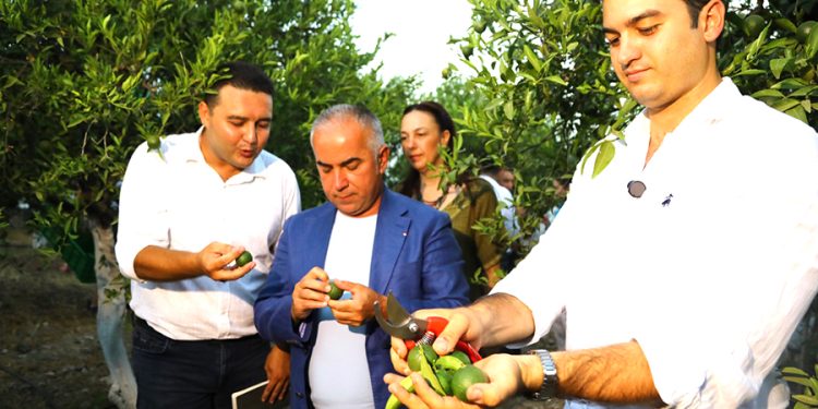 Bodrum’da Yeşil Mandalin Hasadı