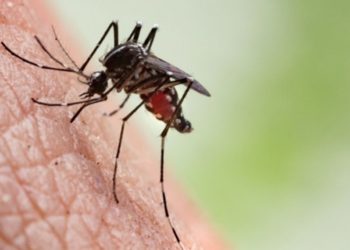 Komşu’da hortladı, bir haftada 5 can aldı