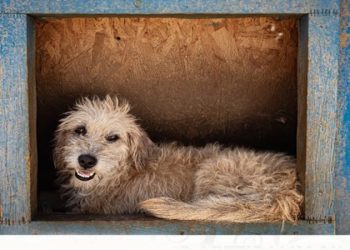 24 Eylül’de sokak hayvanları yararına buluşacaklar