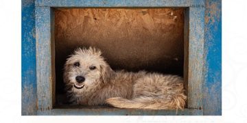 24 Eylül’de sokak hayvanları yararına buluşacaklar