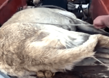 Bodrum’da köpeğe şiddet devam ediyor