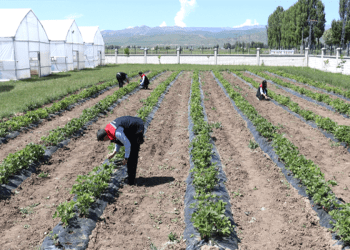 Bodrum’da çiftçilere 5 günlük eğitim