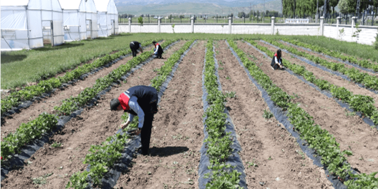 Bodrum’da çiftçilere 5 günlük eğitim