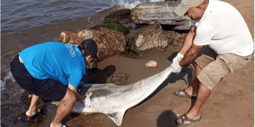 Yunusun kuyruğu ve yüzgecini kestiler bıçaklayarak öldürdüler