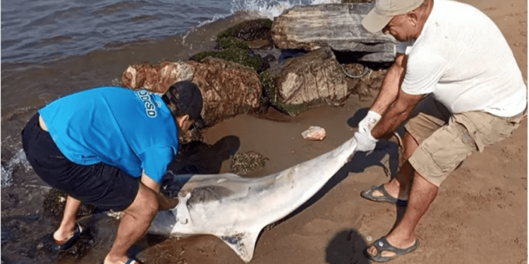 Yunusun kuyruğu ve yüzgecini kestiler bıçaklayarak öldürdüler