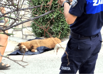 Bodrum’da zehirlenerek öldürülen köpek sayısı artıyor