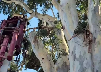 Halikarnas Balıkçısı’nın diktiği dev okaliptüs ağacına budama tepkisi “Budama katliama dönüşmesin”