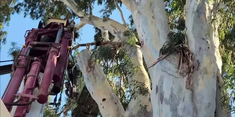 Halikarnas Balıkçısı’nın diktiği dev okaliptüs ağacına budama tepkisi “Budama katliama dönüşmesin”