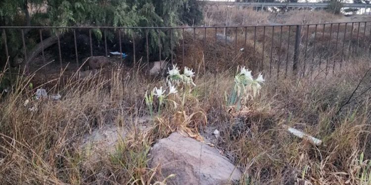 Kum zambakları yaşama direniyor, çöplük içinde çiçeklerini açtılar